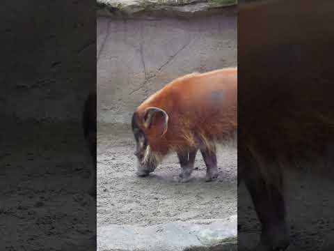 shorts アァカワイノシシのセイくん　那須どうぶつ王国 サムネイル