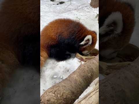 shorts 元気いっぱいモナカちゃん　仔レッサーパンダ　那須どうぶつ王国　2026年1月9日 サムネイル