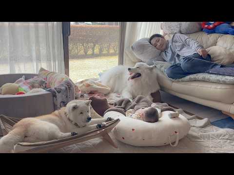 まるで人間のように子育てを手伝う柴犬とサモエド サムネイル