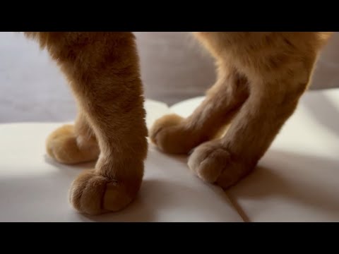 ノートを占領するくせに、聞き上手すぎる猫　The Cat Who Took Over My Notebook サムネイル