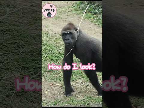 fashionable Tayari😃🤣💕 gorilla gorillatag taipeizoo 台北市立動物園… サムネイル
