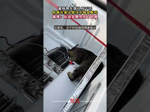 貓師傅在那認真幹活 你倆在那錄像這不搗亂呢嗎 貓 意外 有趣 搞笑 萌寵 cat amazing funny laug… サムネイル