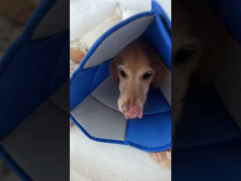 coming home to my golden retriever🥵goldenretreivers dog pup… サムネイル