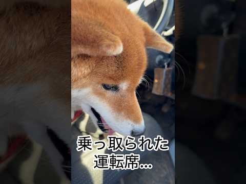 ’26.1.31 力丸は運転席が好き… 柴犬 shibainu 柴犬のいる暮らし 柴犬の日常 車中泊犬 力丸 サムネイル