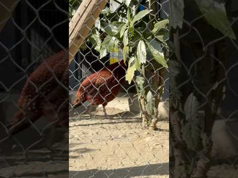 shorts ベニジュケイ　上野動物園にて　2026年2月6日 サムネイル