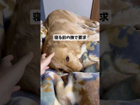 寝るまで撫でてgoldenretriever ゴールデンレトリバー サムネイル