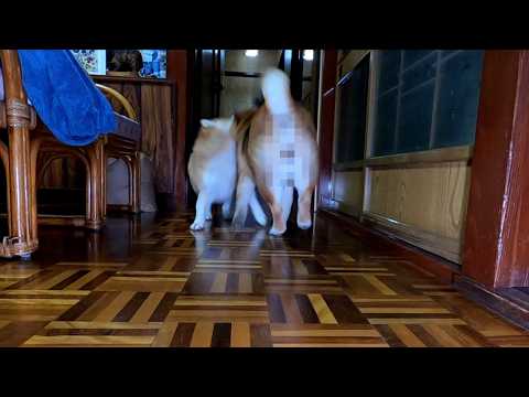 おウチに飛び込んでくるモモさんたちを隠し撮り サムネイル