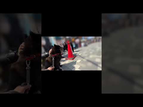 他人に懐かないと言われる甲斐犬をお祭りに連れて行った結果　日本犬 甲斐犬 甲斐犬一休と猫のしずくと僕のチャンネル サムネイル