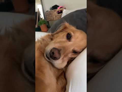 coming home to my golden retriever🥵 goldenretreiver dog ind… サムネイル
