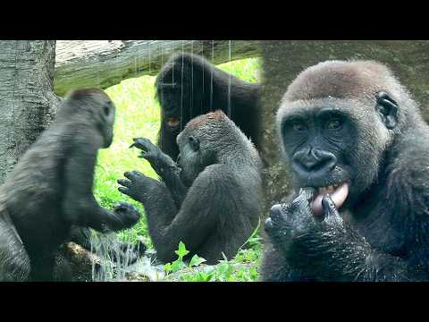 Battle for the Pool : Part 2, Jabali kept splashing water,… サムネイル