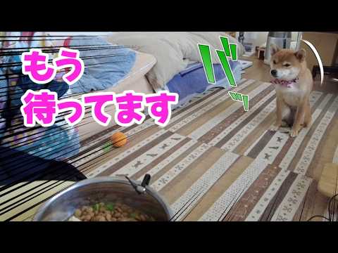 自主的にお座り！ご馳走は遠目に待つ柴犬小夏　鶏肉＆鶏皮おやつASMR サムネイル