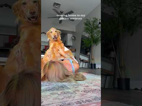 coming home to my golden retriever🥵goldenretreivers dog pup… サムネイル