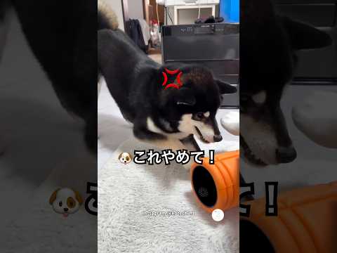 ストレッチを始めた瞬間…ローラーにキレる柴犬　柴犬　黒柴　犬　面白い　犬のいる生活 サムネイル