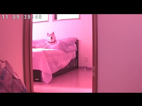 柴犬福 監視カメラで撮った留守番中の柴犬😂Shiba-Camera🤩【懐かし動画】 サムネイル