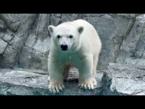 ふふ🐻‍❄️お水眺めただけダヨ〜って思ってる？モモ太🍑くん　  ホッキョクグマの仔　男鹿水族館GAOにて　2026年6…