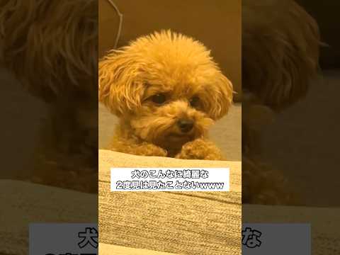 母が出かけてしまった瞬間のトイプードル。母が向かったドアの方を見ています。 トイプードル トイプー 2度見 shorts サムネイル