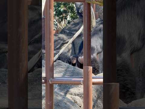 shorts ムクくんとマルタさんと〜〜？　チンパンジー　のんほいパークにて　2026年4月3日 サムネイル