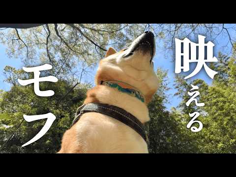 とてつもなく映える柴犬 サムネイル
