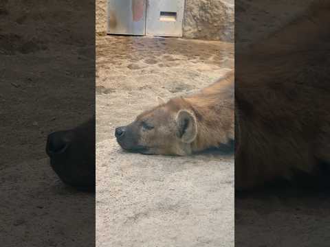 #shorts 寝てたブチハイエナのカミくん　円山動物園　2025年12月18日 サムネイル