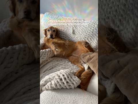 coming home to my golden retriever🥵goldenretreivers dog pup… サムネイル