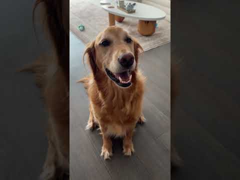 coming home to my golden retriever🥵goldenretreivers dog pup… サムネイル