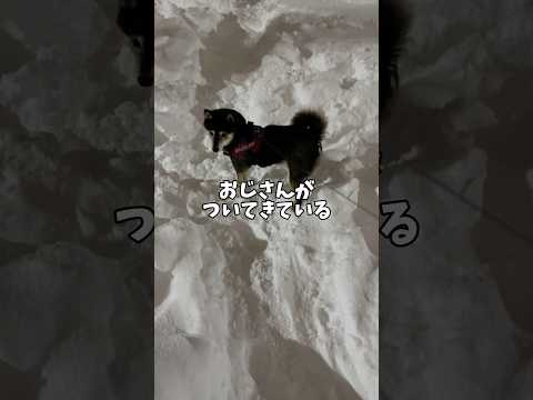 黒柴に迫り来るもの… サムネイル