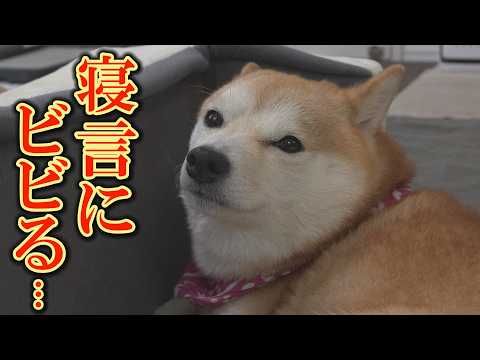 【神回】弟柴犬の寝言で目が覚め、ゾッとしたような顔で飼い主を見る姉がおもしろ可愛すぎました。 サムネイル