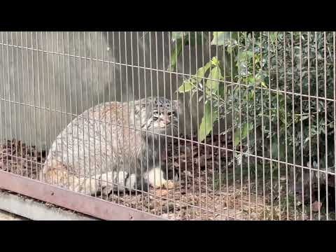 上空の自衛隊機(？)の音が気になる⁈ エルくんとミーニャちゃんの息子たち　マヌルネコ　東山動植物園にて　2026年3月… サムネイル