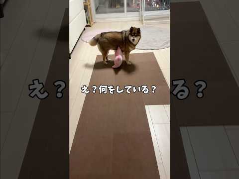 柴犬の子育て… サムネイル