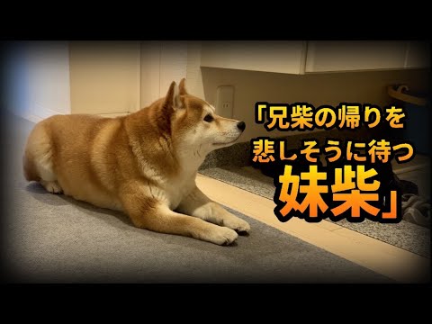 パパに散歩を置いてかれ、悲しそうな顔で兄柴の帰りを待ち続ける妹柴 サムネイル