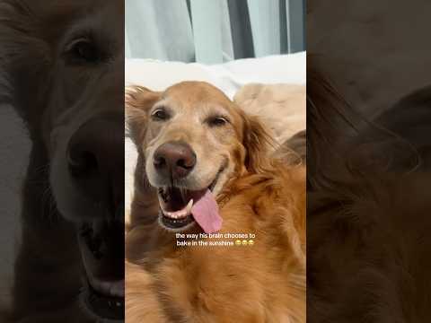 coming home to my golden retriever🥵 goldenretreiver dog ind… サムネイル