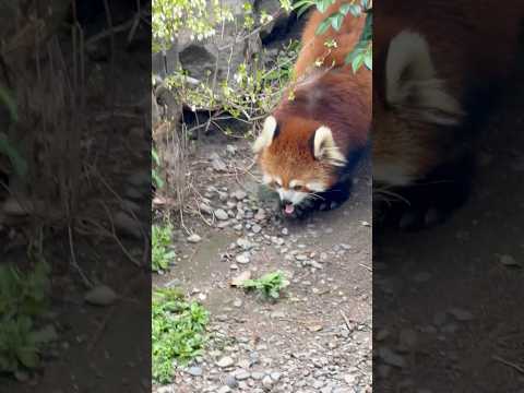 shorts ペロっとニーコちゃん　レッサーパンダ　浜松市動物園にて　2026年4月5日 サムネイル