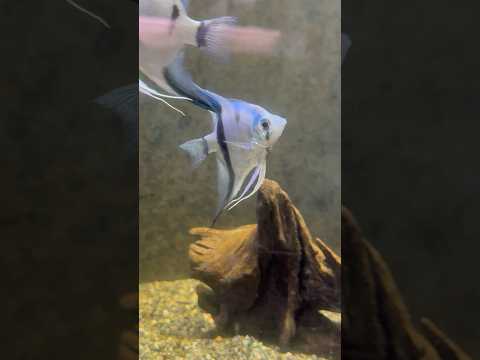 shorts ブルーエンゼルフィッシュ　青い世界展　山梨県立富士湧水の里水族館にて　2026年2月21日 サムネイル