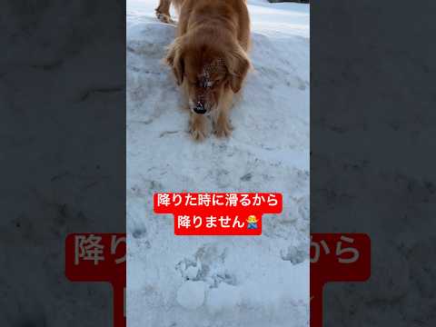 その段差ビビるかな😅shorts goldenretriever ゴールデンレトリバー グレートピレニーズ 多頭飼い… サムネイル