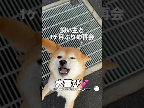 飼い主と１ヶ月ぶりに再開した柴犬　柴犬　犬　かわいい犬 かわいい 再開 サムネイル