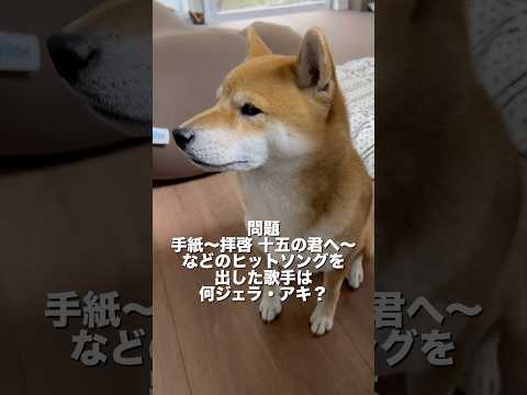 独特のシンキングタイム😆　#柴犬　#柴犬とん サムネイル
