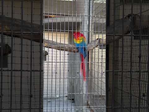shorts アカコンゴウインコ　王子動物園　2025年12月27日 サムネイル