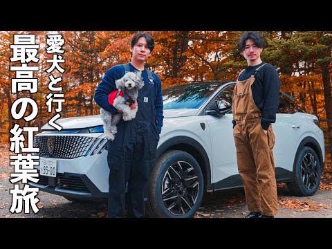 🐶愛犬とのドライブが激変…紅葉の森で泊まったコテージが最高すぎた🍁 サムネイル