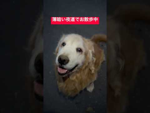 「もう帰る?」パパの言葉に…終始ニコニコでてくてく帰る老犬ミント君