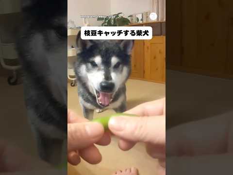 枝豆キャッチに全力すぎる柴犬🐶　　　　　　　柴犬　黒柴　犬　面白い 　面白い犬 サムネイル