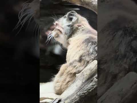 shorts プリームラちゃん 小屋の上でカキカキカキカキ☺️ 　マヌルネコ　上野動物園にて　2026年2月6日 サムネイル