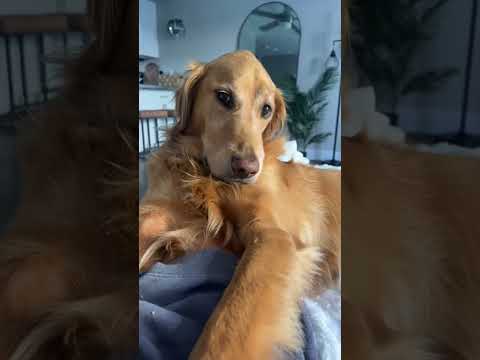 coming home to my golden retriever❤️india retreiver dog pup… サムネイル