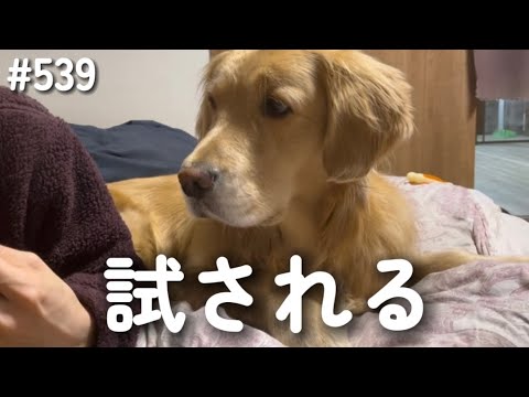 試されるモンちゃん【ゴールデンレトリバー】 サムネイル