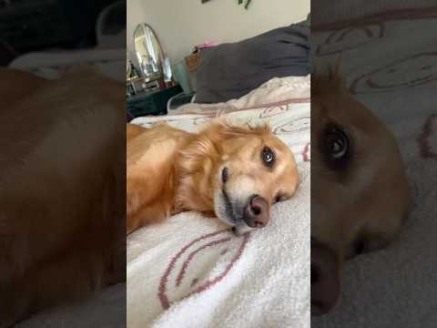coming home to my golden retriever🥵 goldenretreiver dog ind… サムネイル