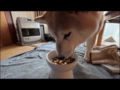 お嬢様方へおともだちからホワイトデーのプレゼントをいただきました サムネイル