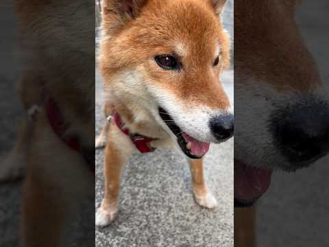 ’26.6.13 今日も元気でいてくれた力丸… 柴犬 shibainu 柴犬のいる暮らし 柴犬の日常 遊ぶ犬 カメラ目… サムネイル