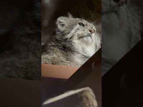 shorts キリっとクリョンくん　マヌルネコ　上野動物園　2026年2月6日 サムネイル