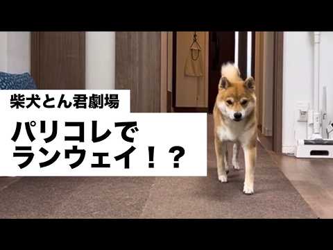 柴犬とん君、モデルになるの巻 柴犬 柴犬とん