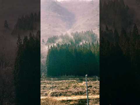 山火事⁉︎いいえスギ花粉飛散中です　Hellish pollen allergy 花粉症 サムネイル