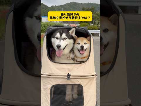 大型犬を歩かせる小型犬が凄すぎる件柴犬シベリアンハスキーおもしろ shorts サムネイル